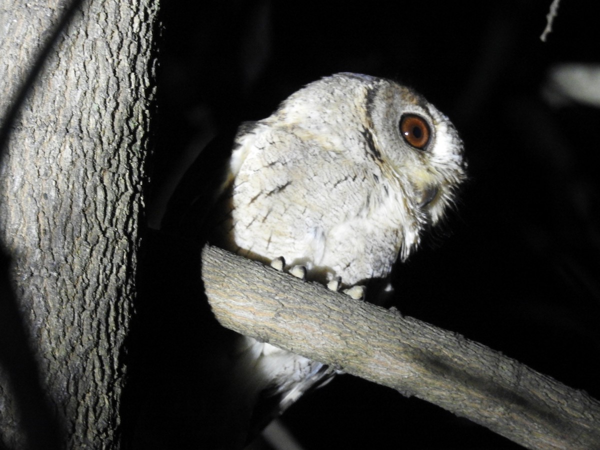 Indian Scops-Owl - ML623460124