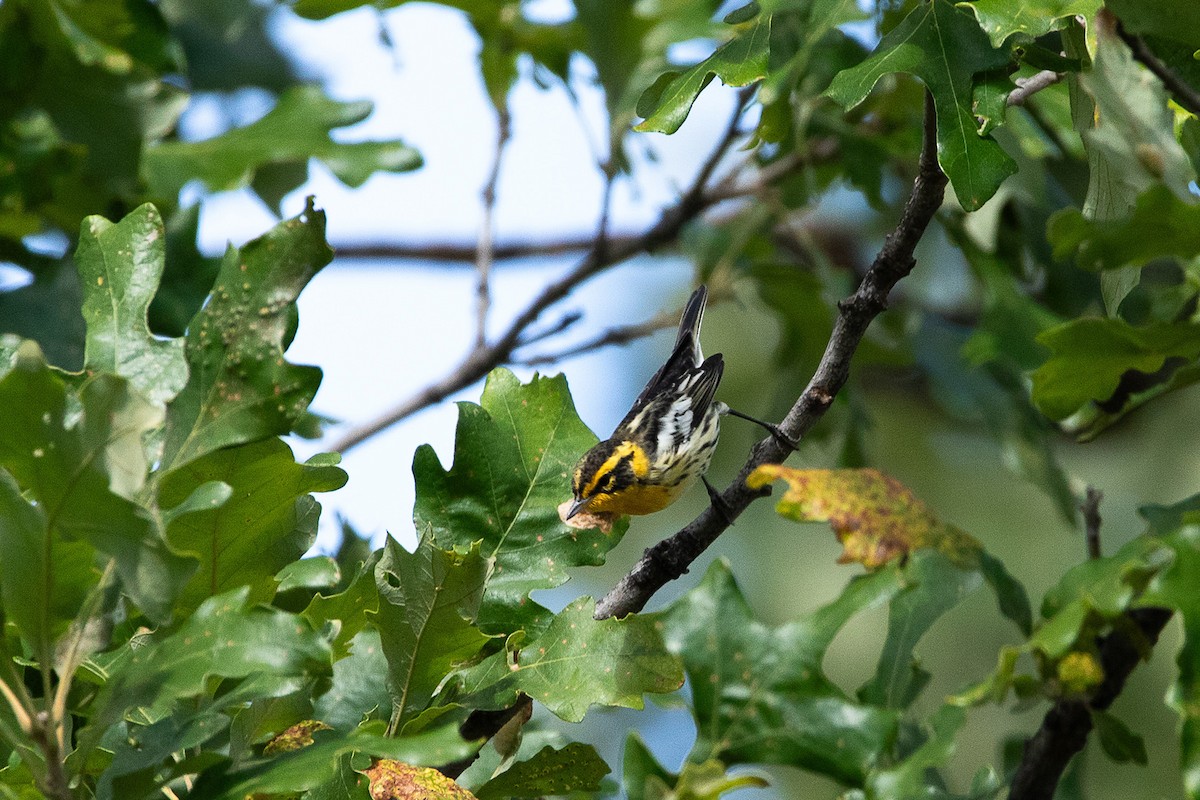 Blackburnian Warbler - ML623460193