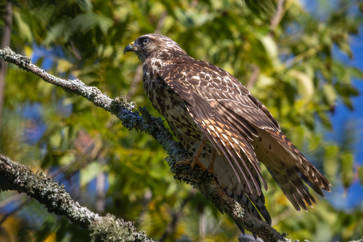 Red-shouldered Hawk - ML623460198