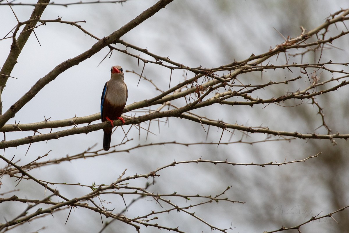 Gray-headed Kingfisher - ML623460199