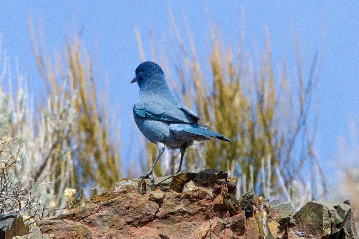 Pinyon Jay - ML62346021