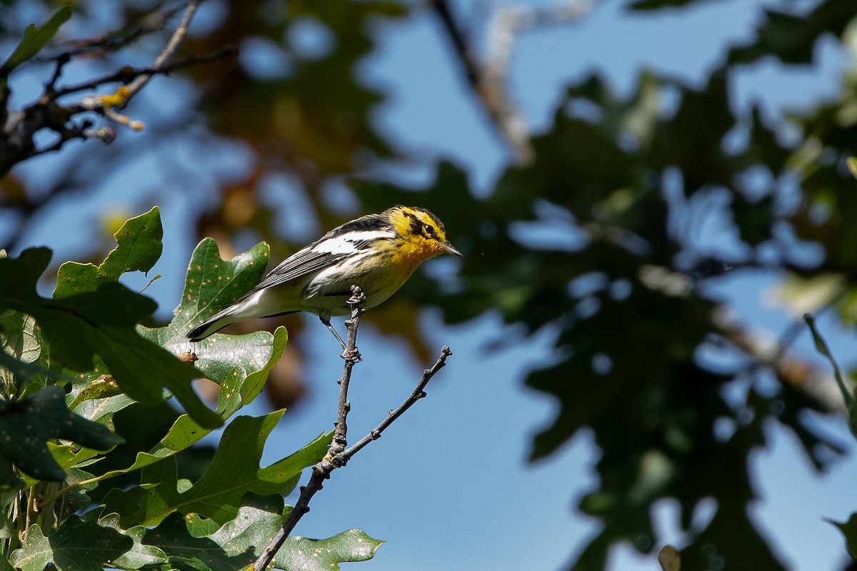 Blackburnian Warbler - ML623460216