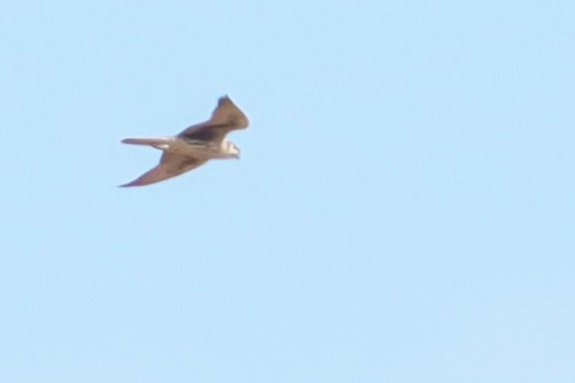 Prairie Falcon - ML623460227