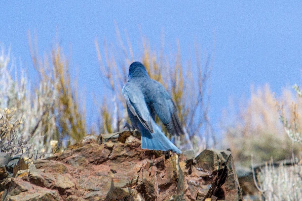 Pinyon Jay - Scott Heidorn