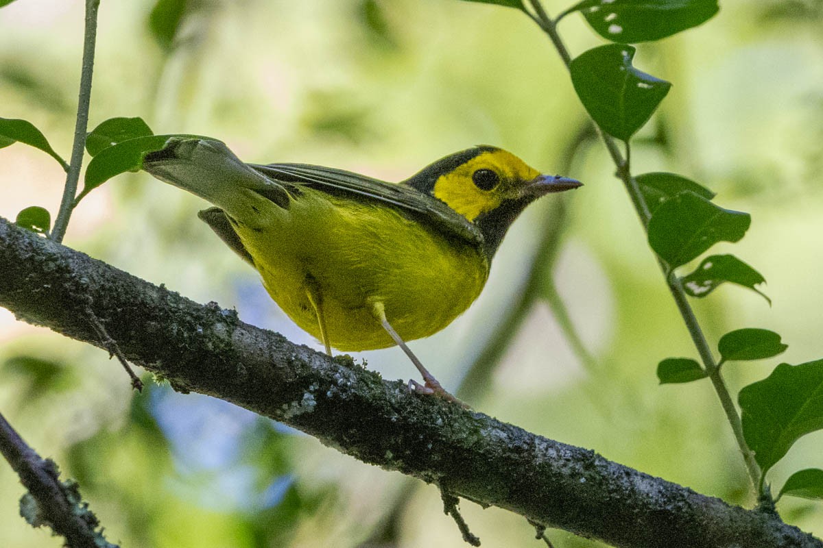 Hooded Warbler - ML623460319