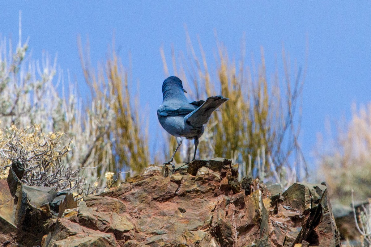 Pinyon Jay - Scott Heidorn