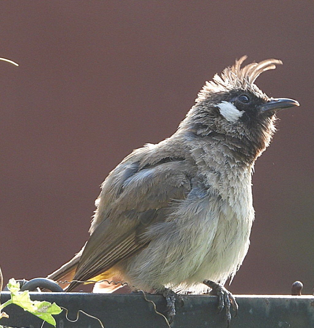 Himalayan Bulbul - ML623460428