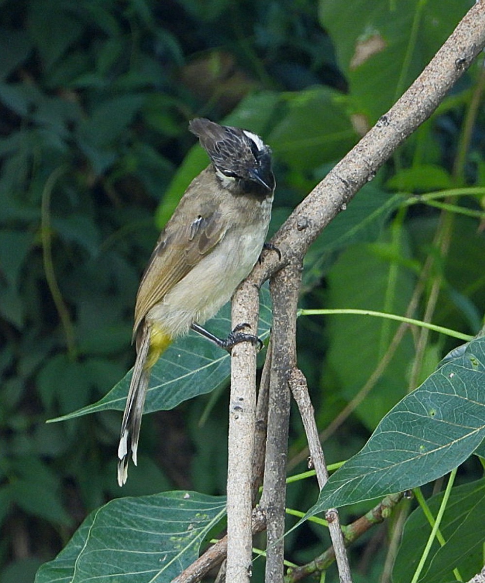 Himalayan Bulbul - ML623460429