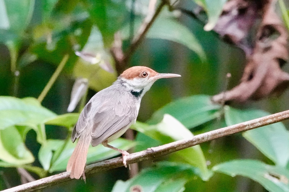 Rufous-tailed Tailorbird - ML623460496