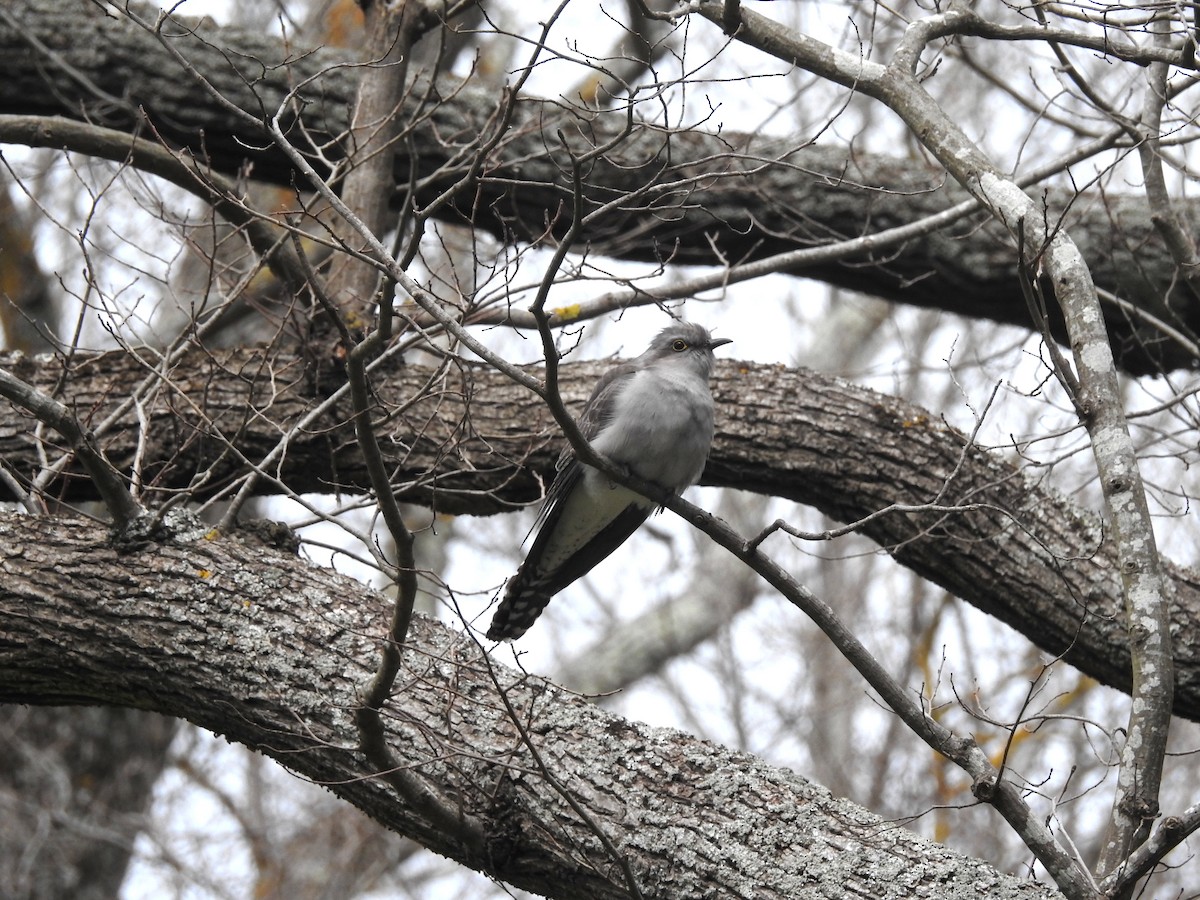 Pallid Cuckoo - ML623460577