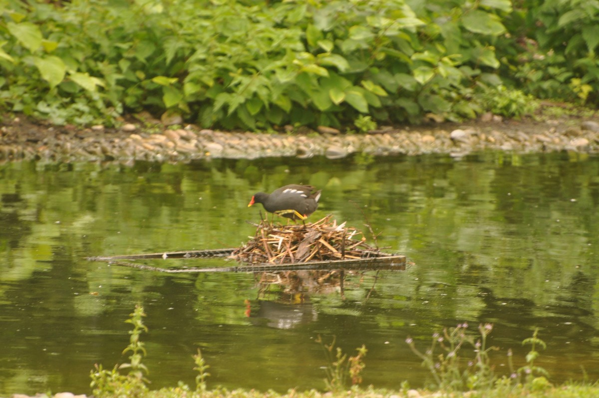 Eurasian Moorhen - Abigail Duvall