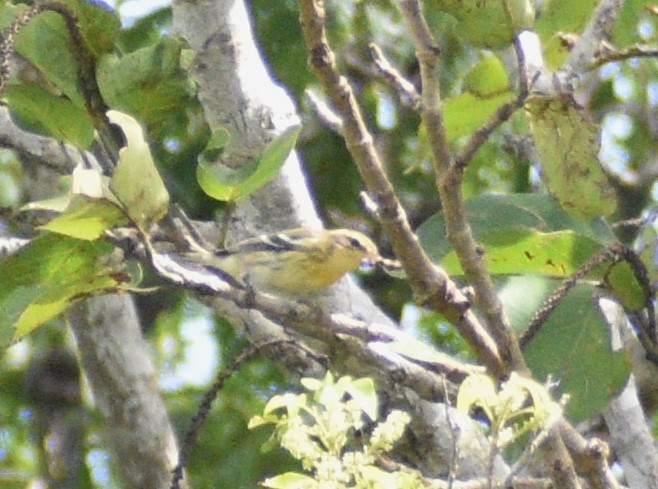 Blackburnian Warbler - ML623460623