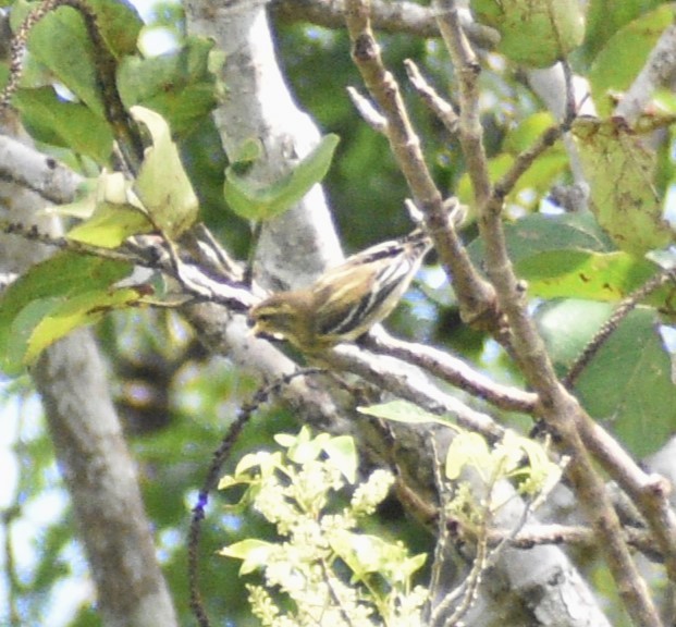 Blackburnian Warbler - Axel  Vásquez Méndez