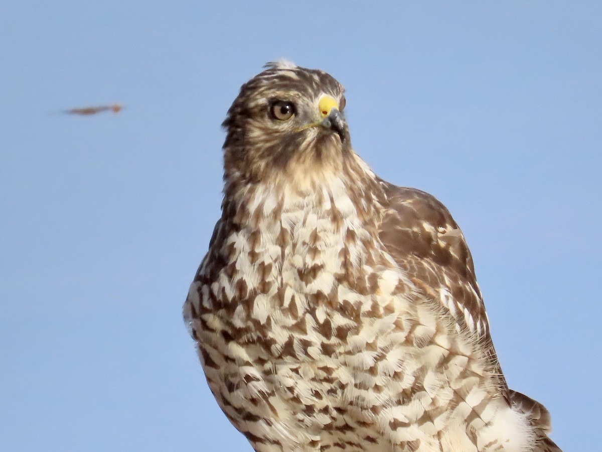 Red-shouldered Hawk - ML623460644