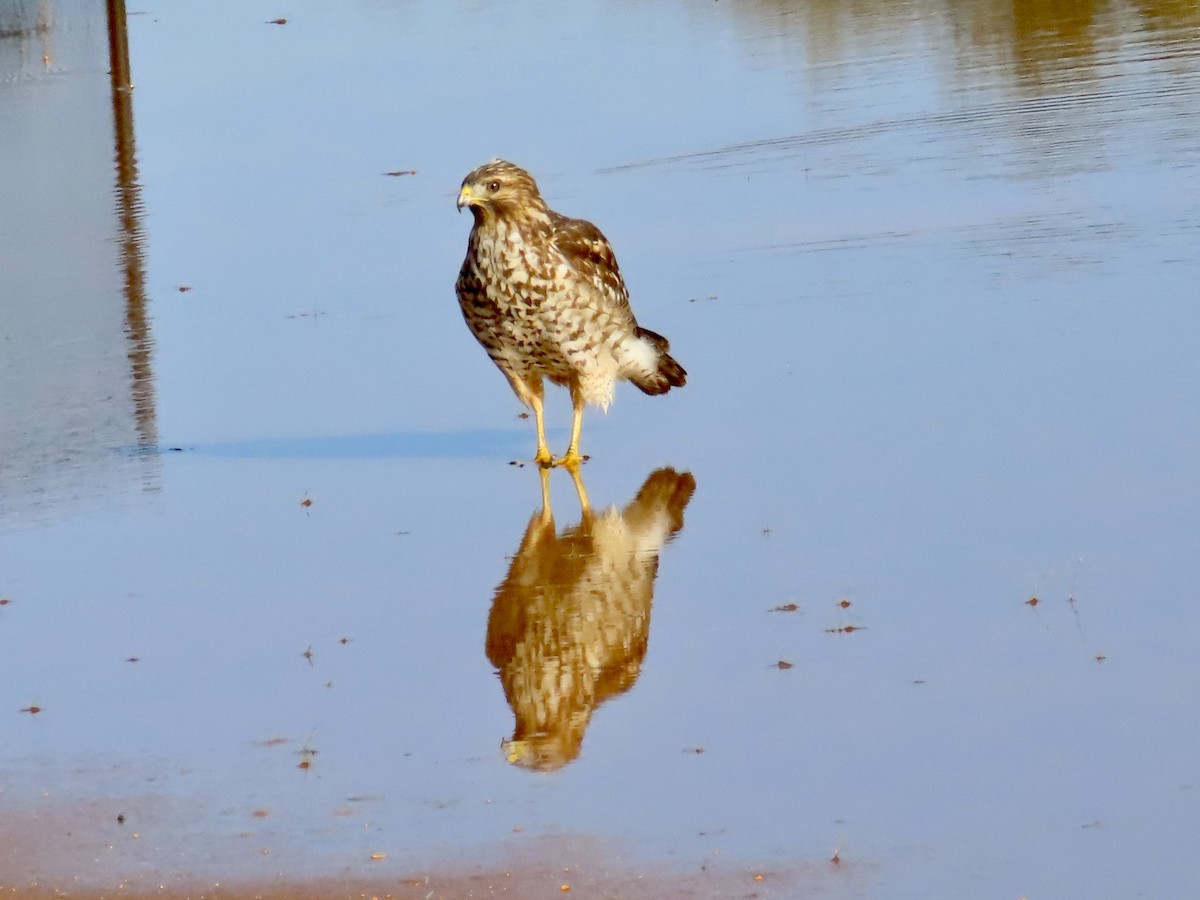 Red-shouldered Hawk - ML623460650