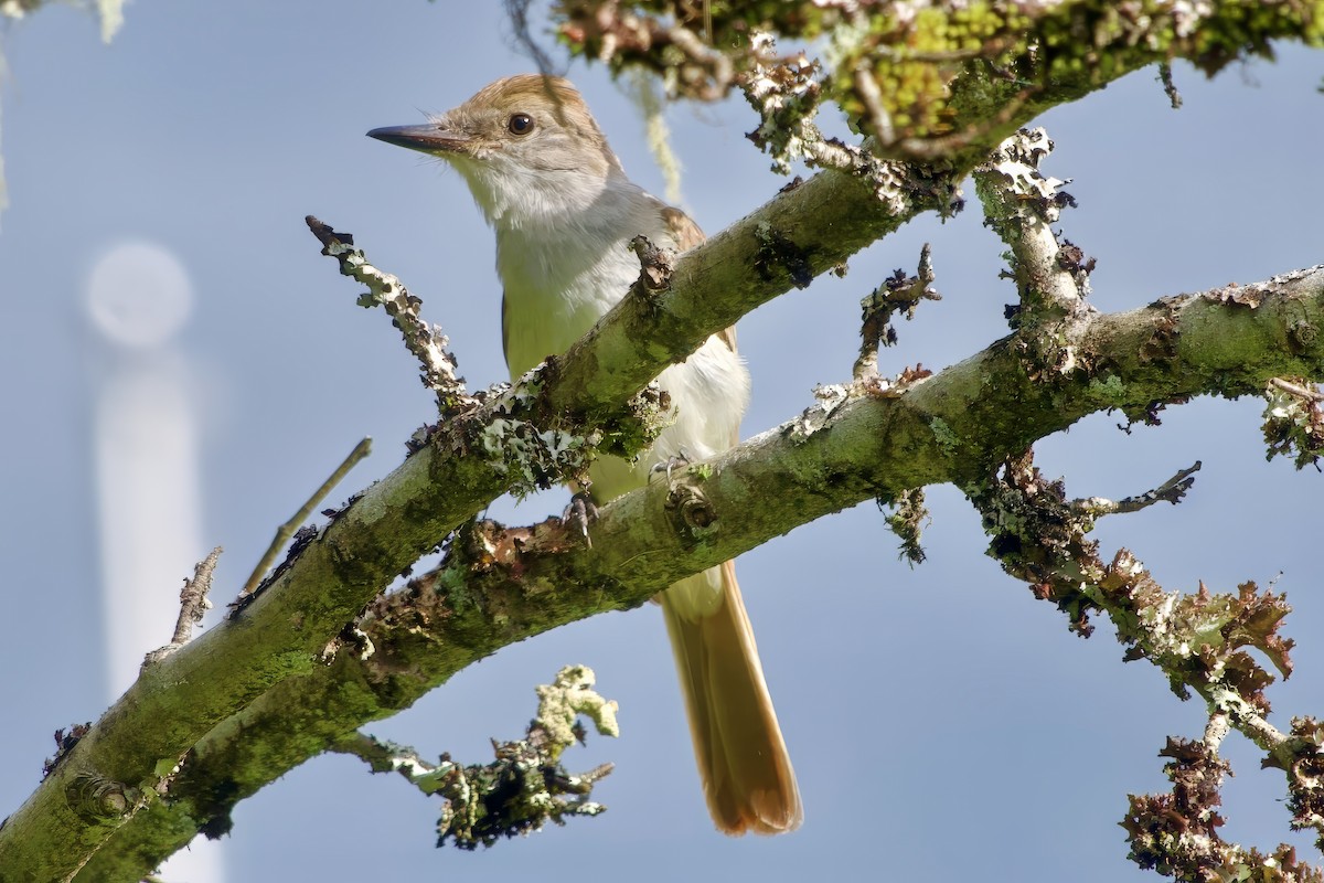 Ash-throated Flycatcher - ML623460667