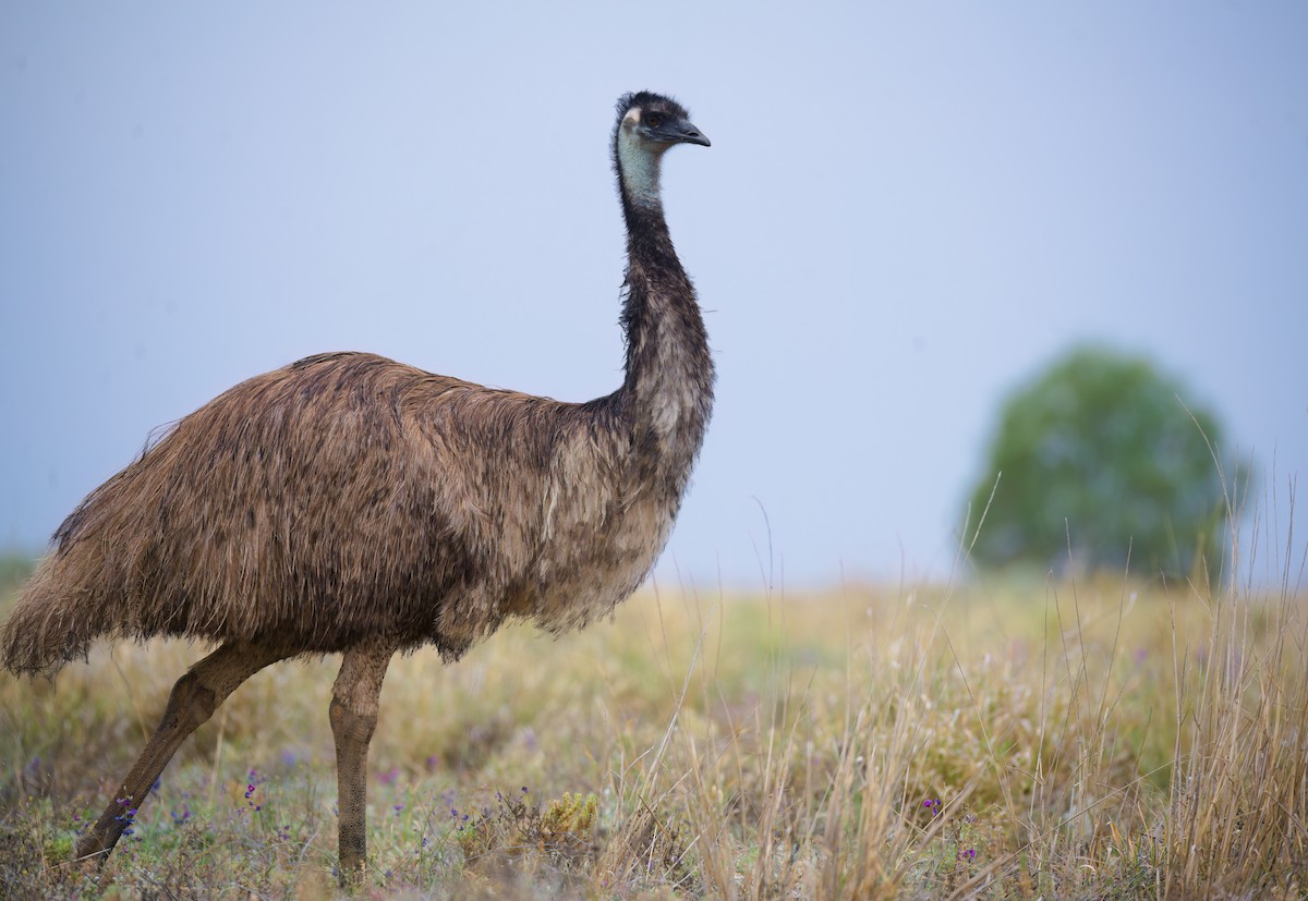 Emu - ML623460668