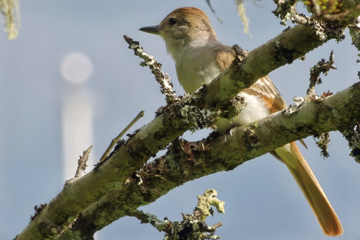 Ash-throated Flycatcher - ML623460680