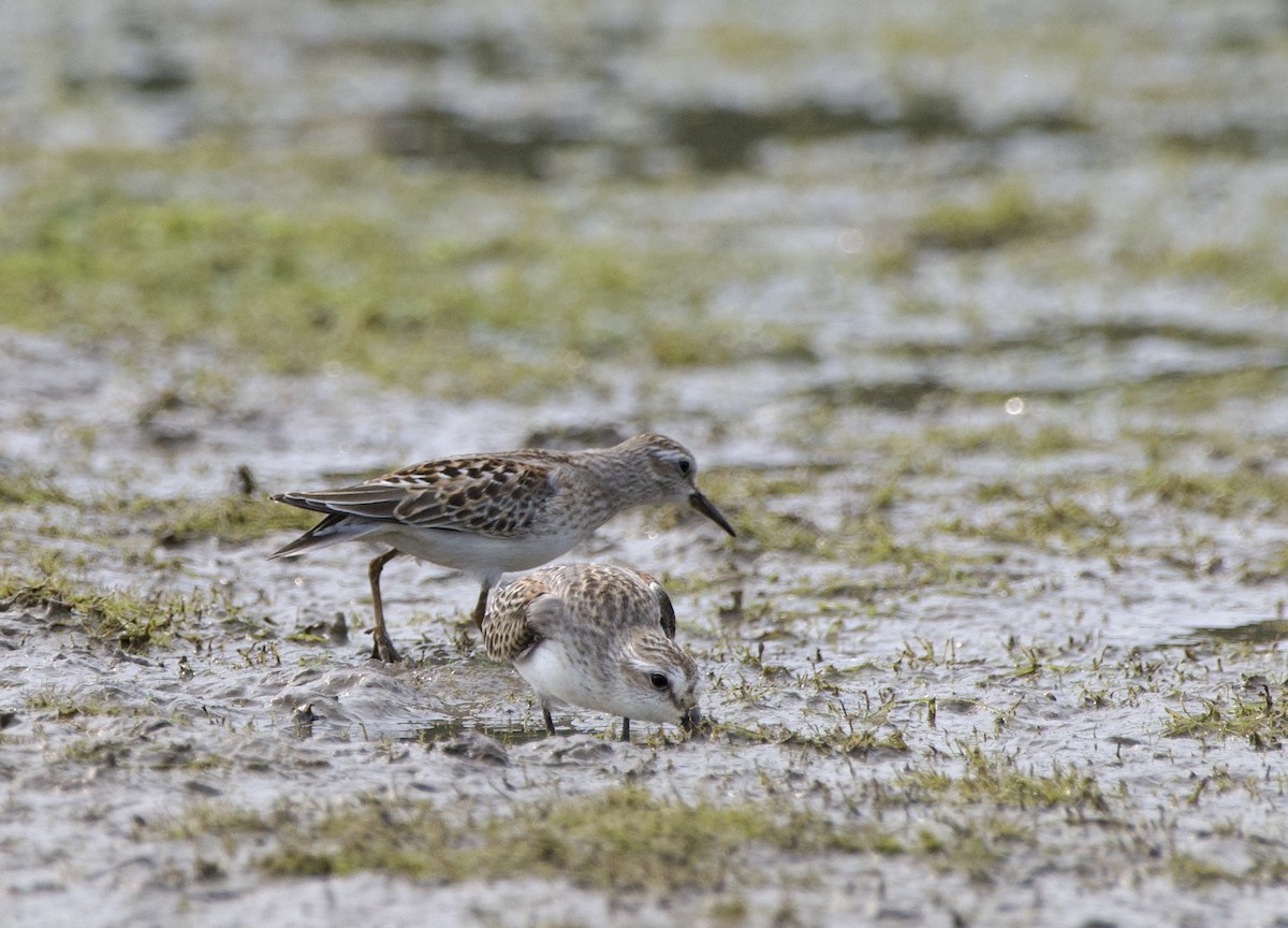 Least Sandpiper - ML623460719