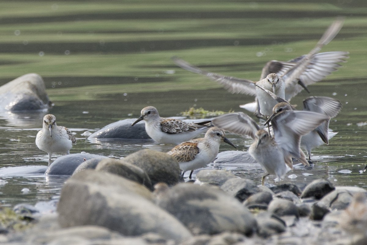 Western Sandpiper - ML623460721