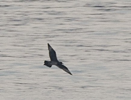 Long-tailed Jaeger - ML623460737