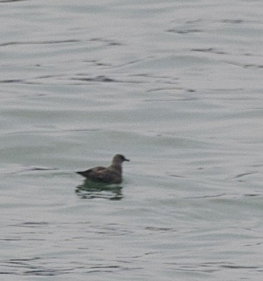 Long-tailed Jaeger - ML623460738