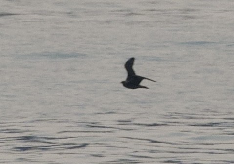 Long-tailed Jaeger - ML623460739