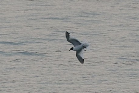 Sabine's Gull - ML623460770