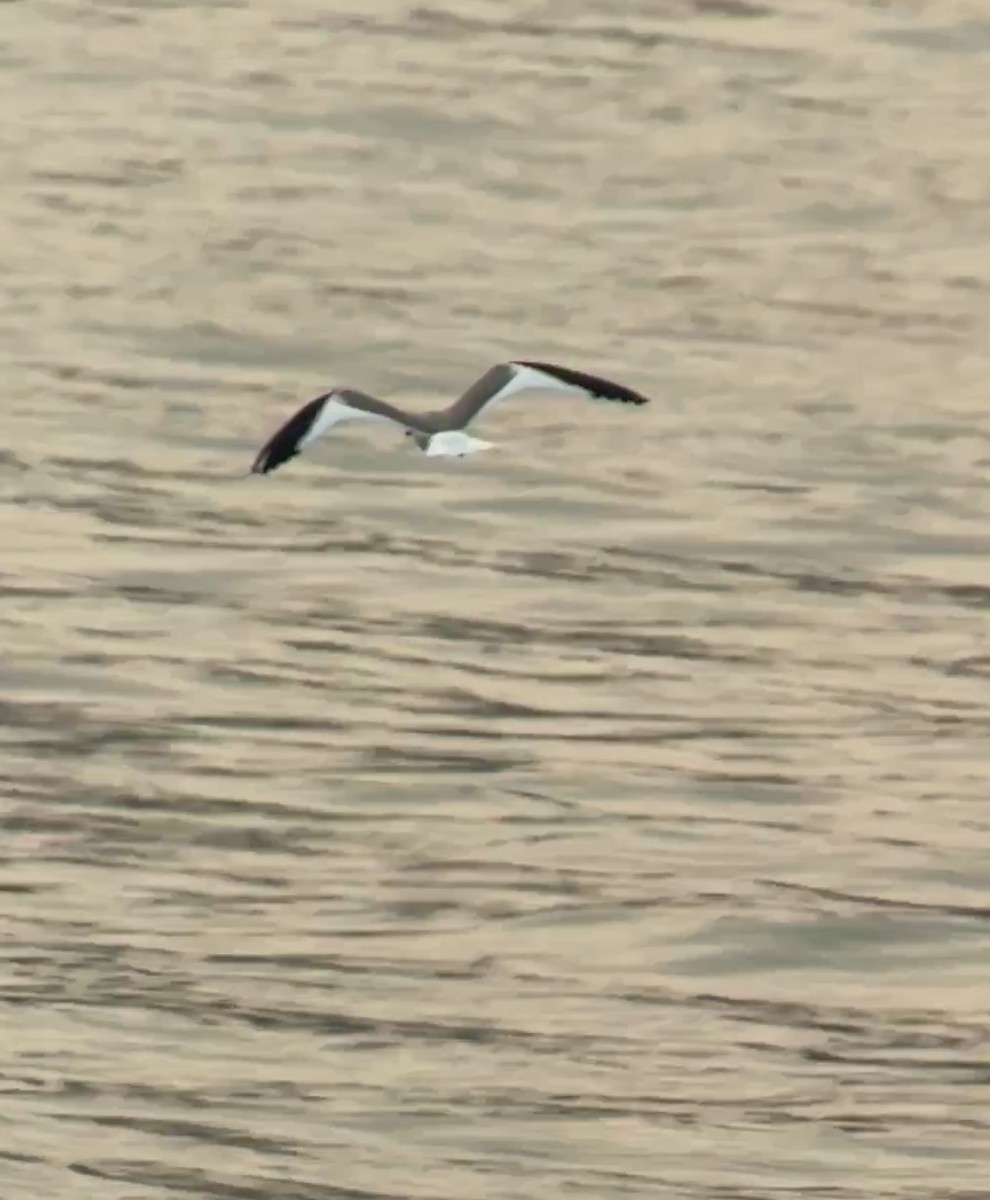 Sabine's Gull - ML623460771