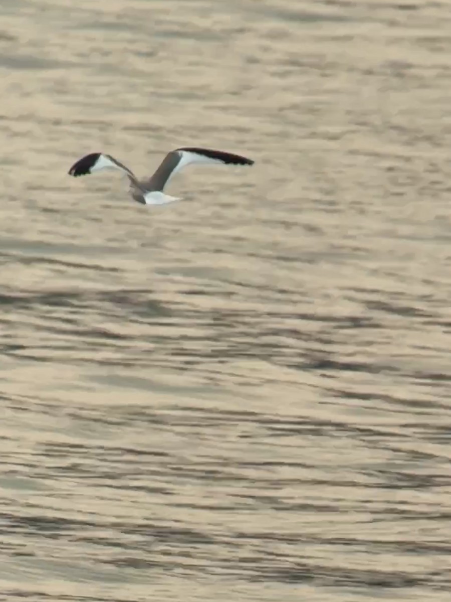 Sabine's Gull - ML623460772