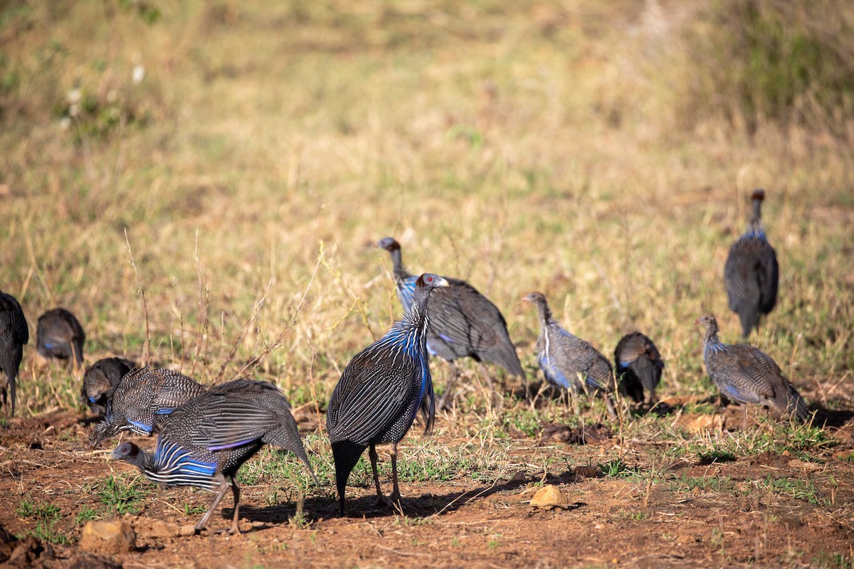 Vulturine Guineafowl - ML623460773