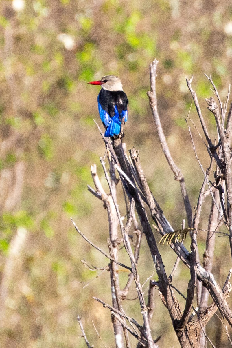 Gray-headed Kingfisher - ML623460776