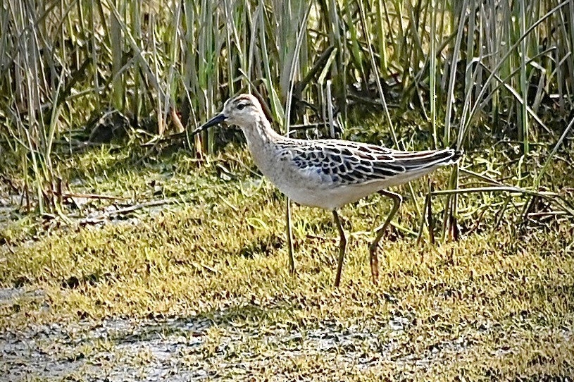 Combattant varié - ML623460803