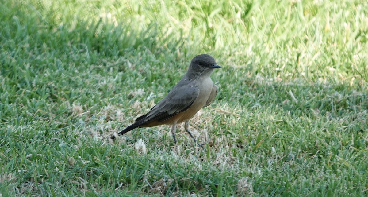 Say's Phoebe - ML623460859