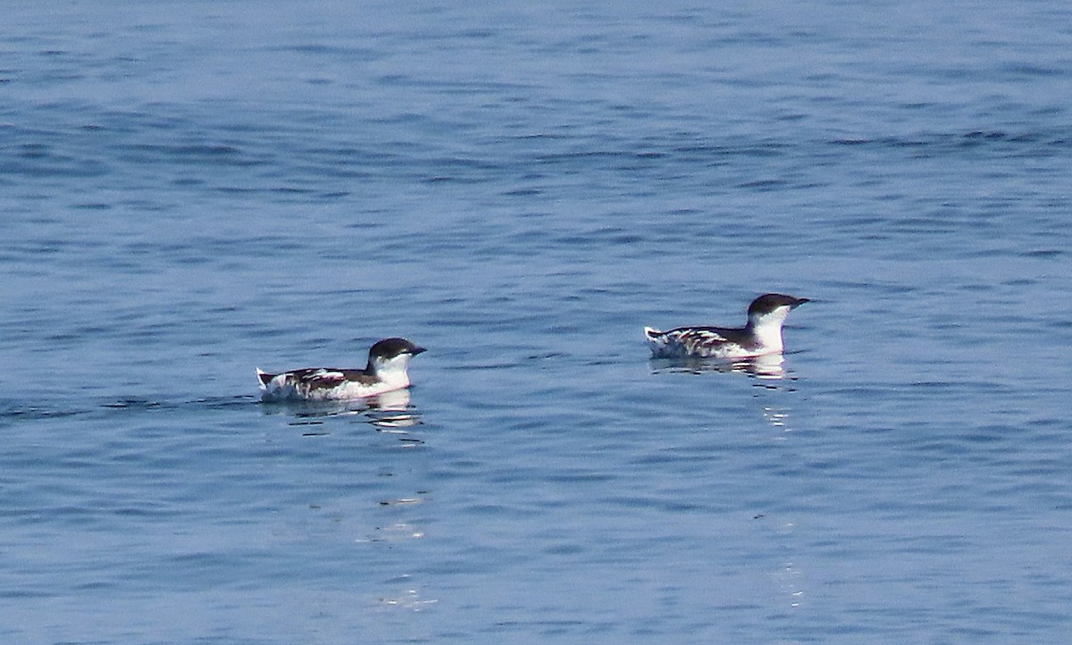 Marbled Murrelet - Martha Keller