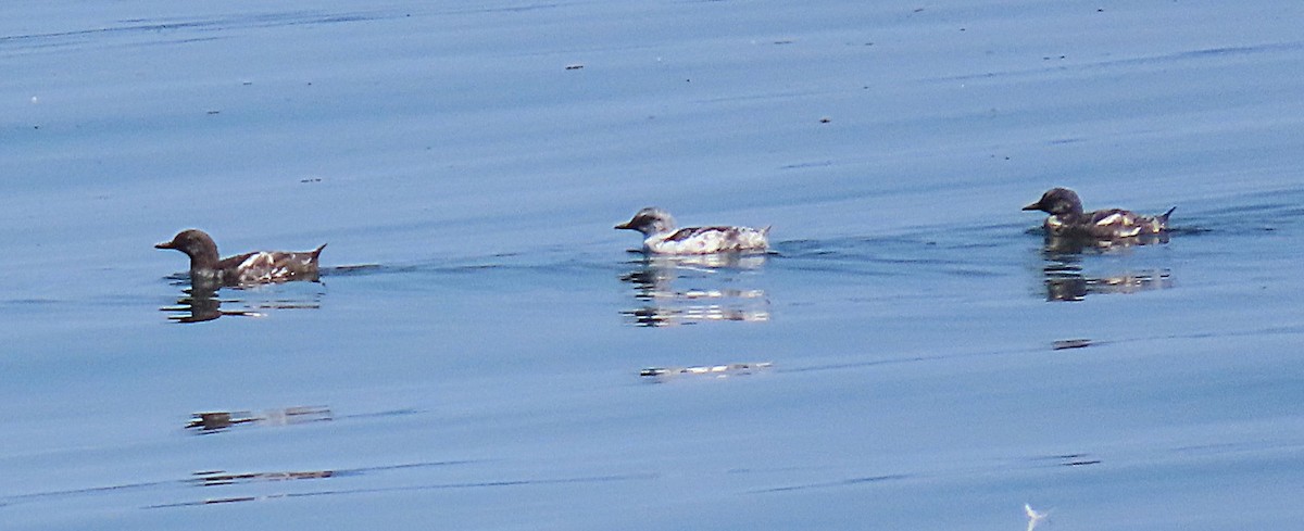 Pigeon Guillemot - ML623460912