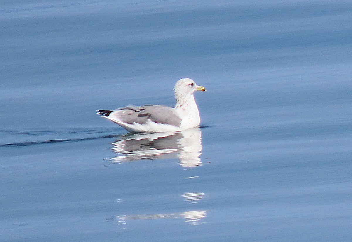 California Gull - ML623460916