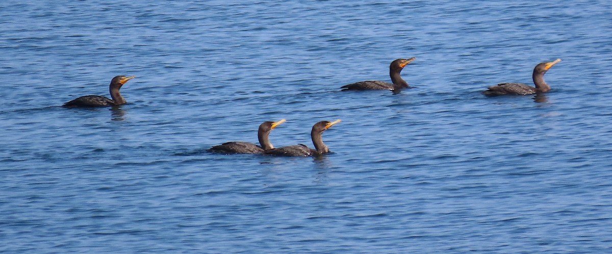 Double-crested Cormorant - ML623460917