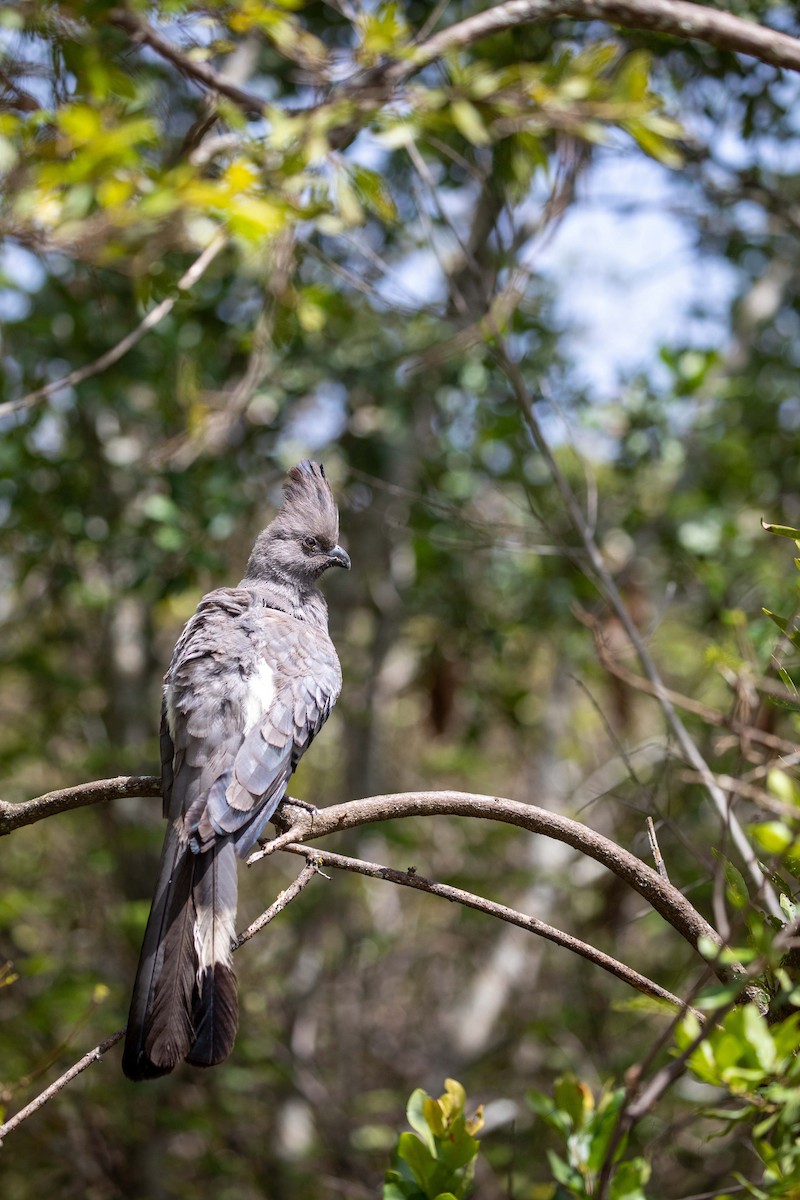 White-bellied Go-away-bird - ML623460922