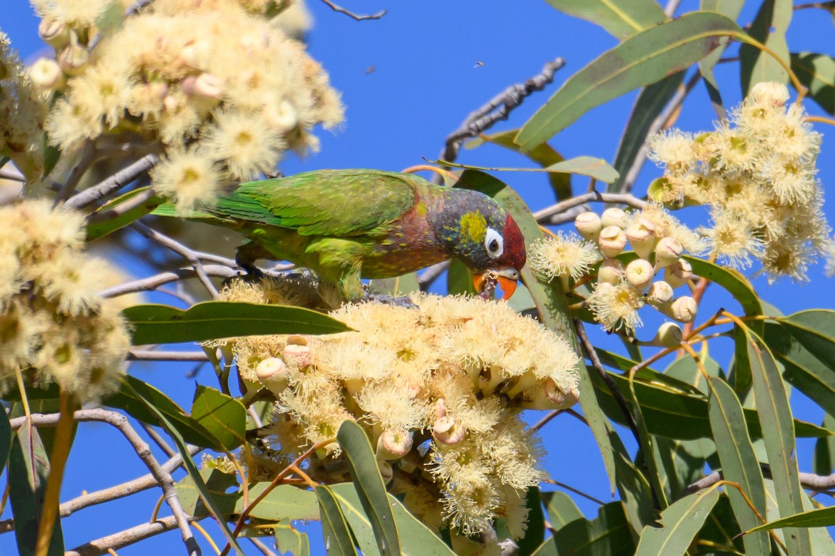 Varied Lorikeet - ML623460963