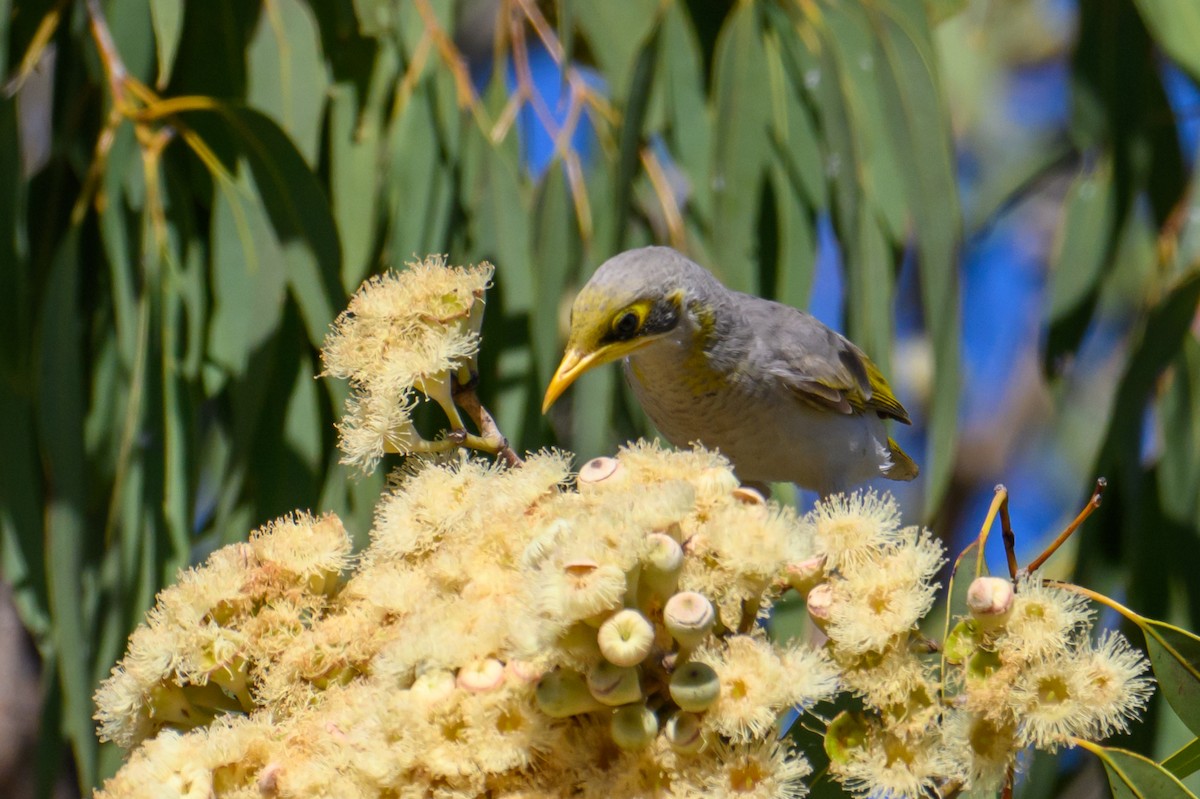 Yellow-throated Miner - ML623460976