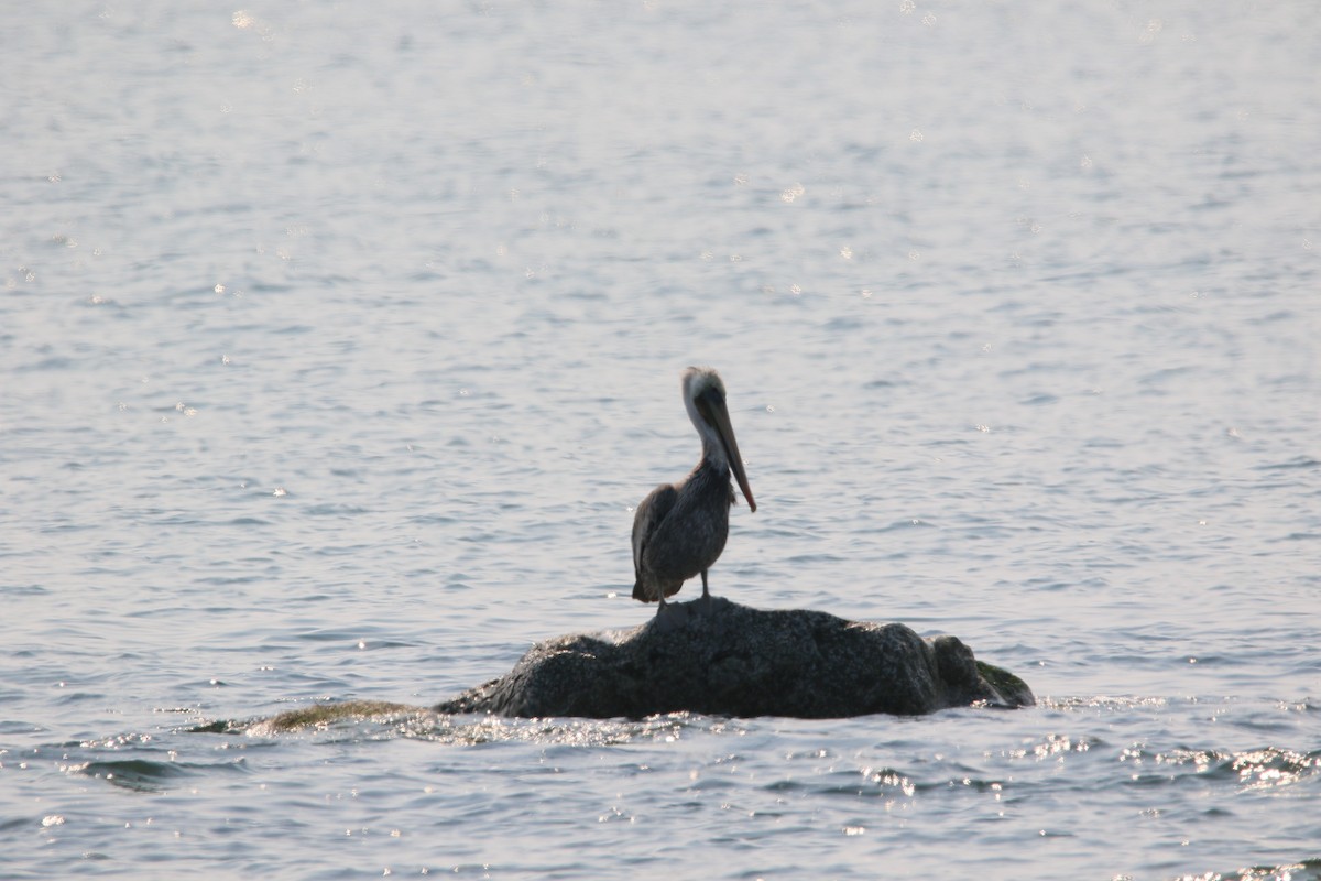 Brown Pelican - ML623461065