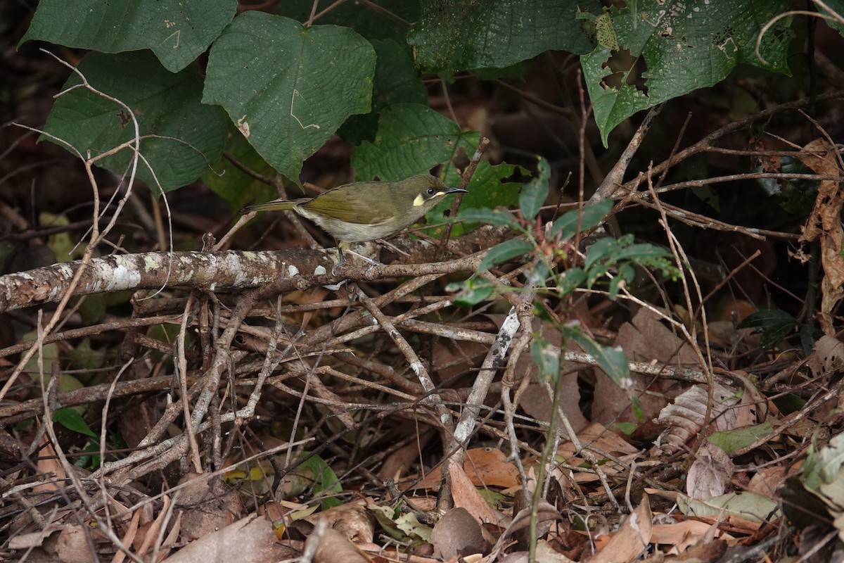 Yellow-spotted Honeyeater - ML623461074