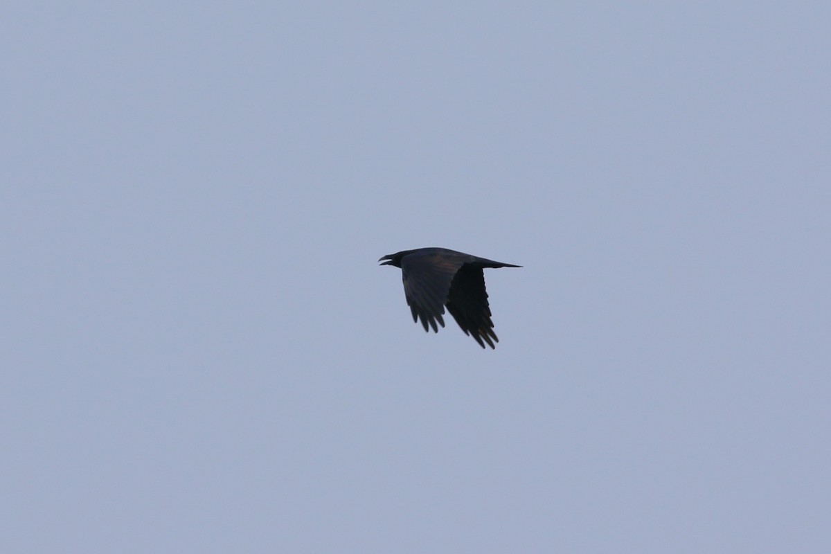 Common Raven - ML623461077