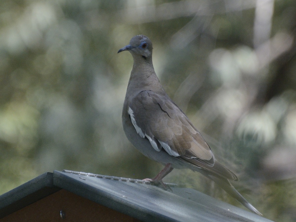 White-winged Dove - ML623461093