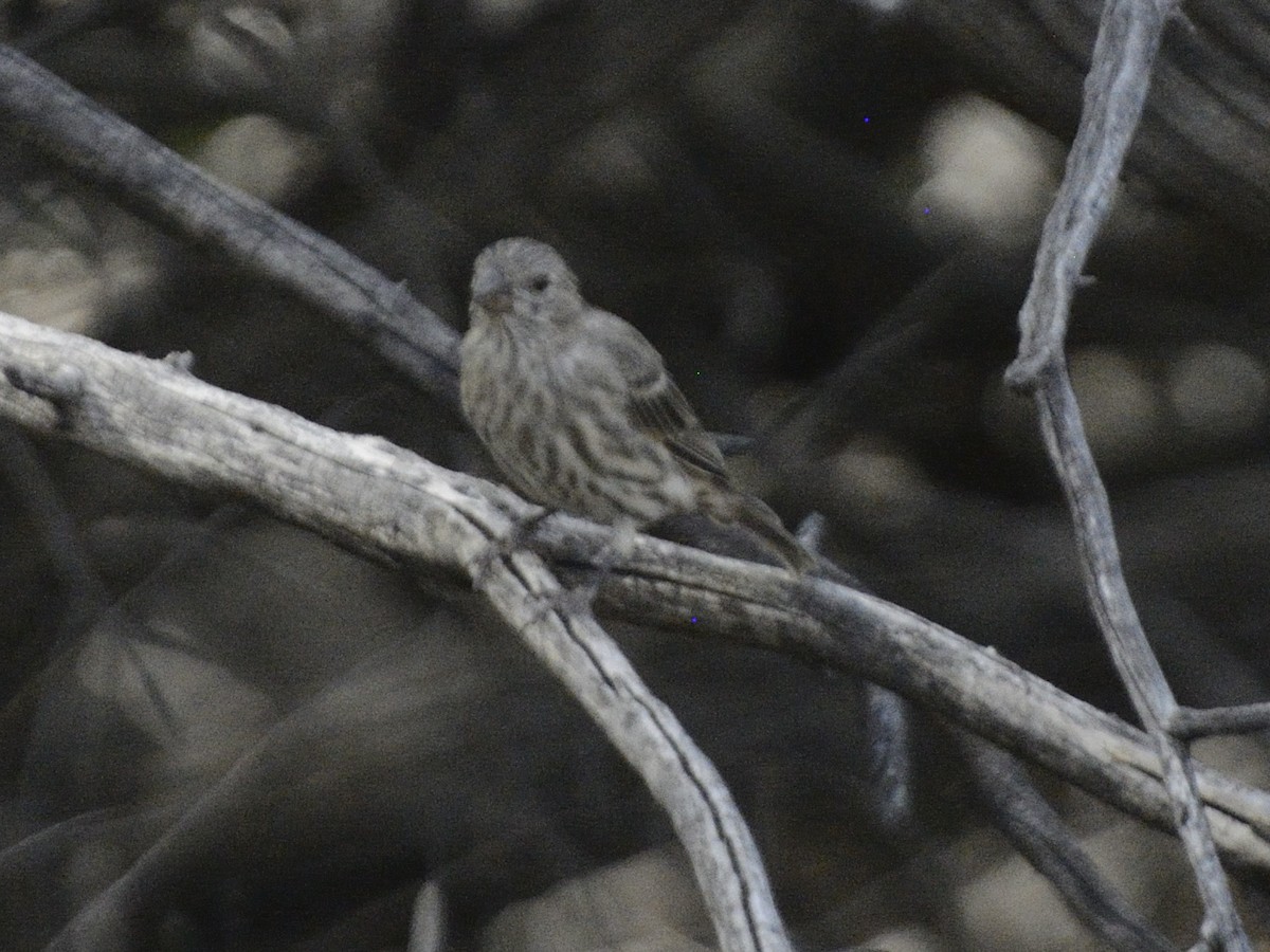 Pine Siskin - ML623461107