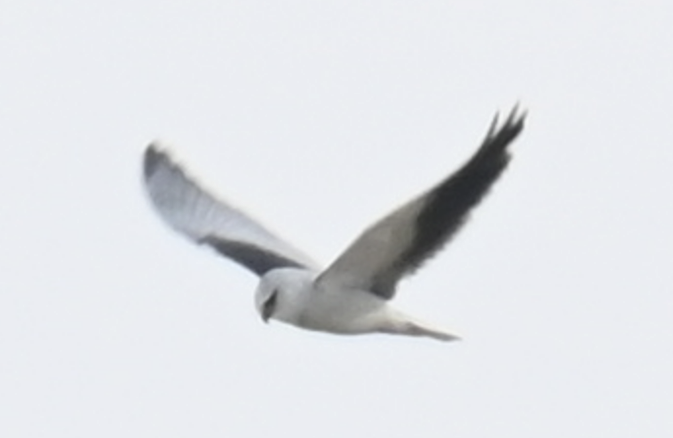 Black-winged Kite - yiting liao