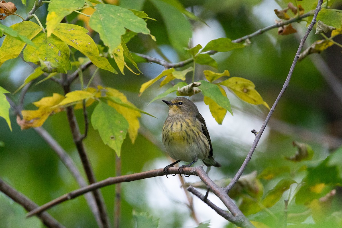 Cape May Warbler - ML623461120