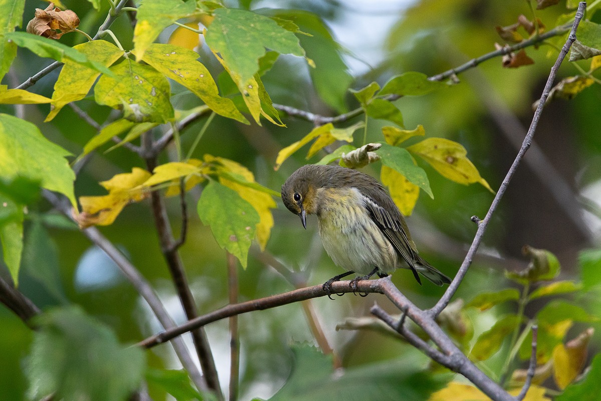 Cape May Warbler - ML623461121