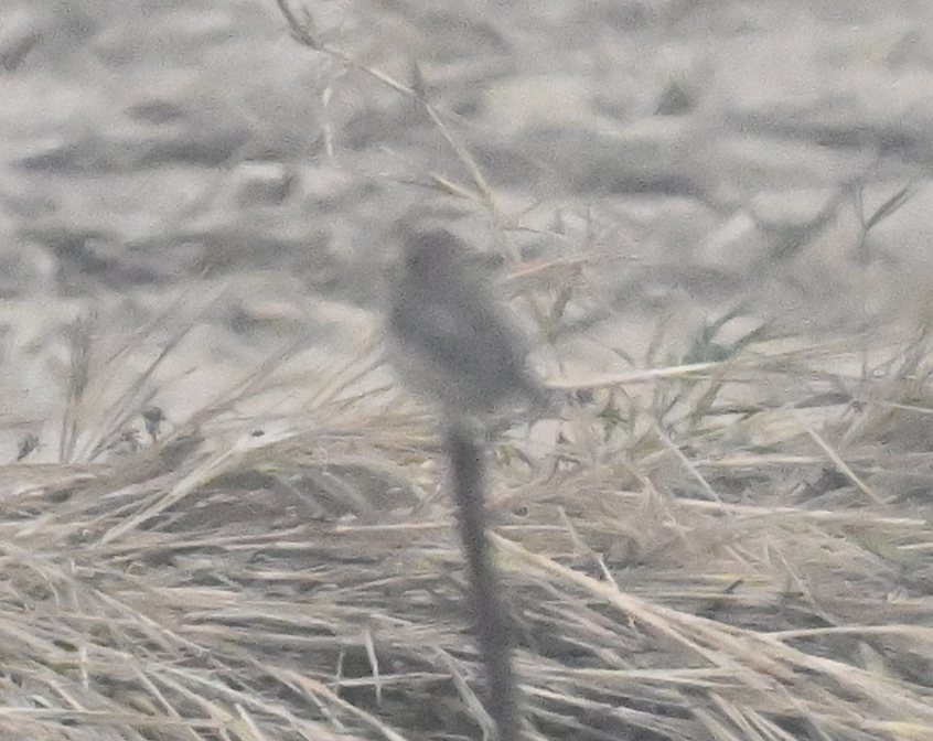 Amur Stonechat - ML623461124